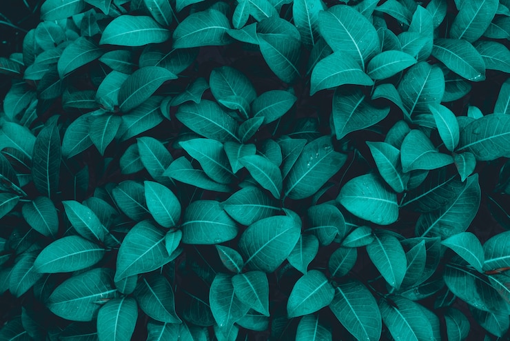 Photo abstrait feuille verte texture nature fond feuille tropicale feuille verte
