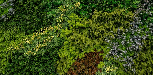 abstrait feuille verte texture nature fond feuille tropicale thaïlande