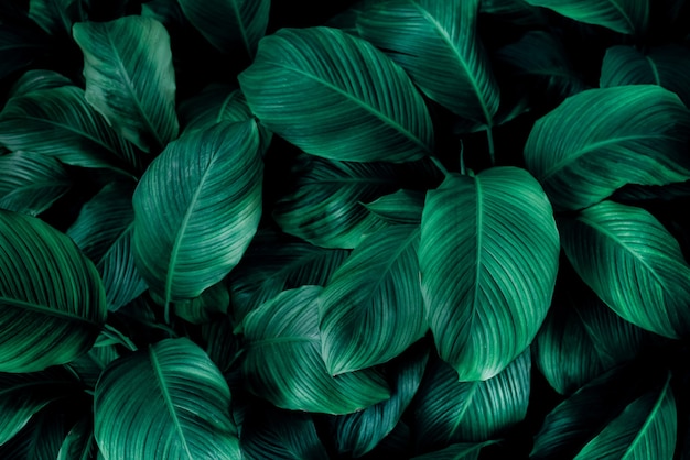 abstrait feuille verte texture nature fond feuille tropicale