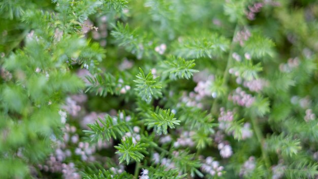 Photo abstrait feuilles naturelles environnement vert arrière-plan plantes de printemps écologie fraîche du jardin