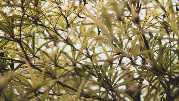 Photo abstrait feuilles naturelles environnement vert arrière-plan plantes de printemps écologie fraîche du jardin