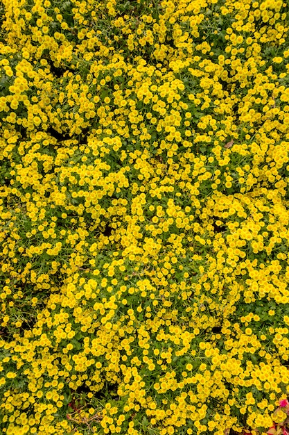 Abstrait de fleurs jaunes.