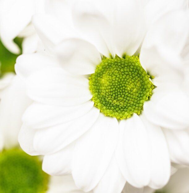 Abstrait floral fond blanc pétales de fleurs de chrysanthème macro fleurs toile de fond pour les vacances