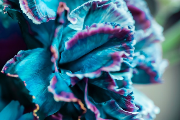 Abstrait floral fond bleu oeillet fleur macro fleurs toile de fond pour la conception de la marque de vacances