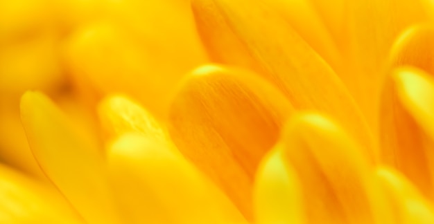 Abstrait floral fond jaune fleur de chrysanthème macro fleurs toile de fond pour la marque de vacances