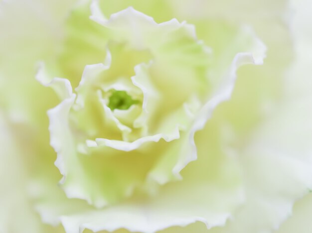 Abstrait floral fond jaune pâle fleur d'oeillet macro fleurs toile de fond pour la marque de vacances