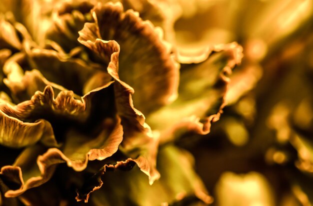 Abstrait floral fond orange fleur d'oeillet macro fleurs toile de fond pour la conception de marque de vacances