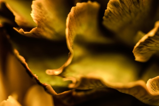 Abstrait floral fond orange oeillet fleur macro fleurs toile de fond pour la conception de la marque de vacances