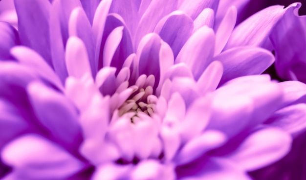 Abstrait floral fond violet fleur de chrysanthème macro fleurs toile de fond pour la conception de vacances