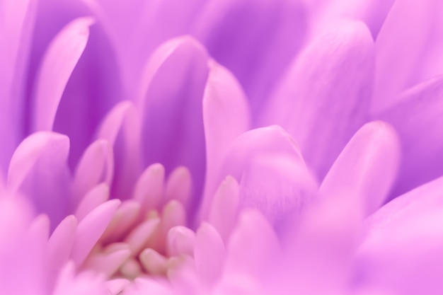 Abstrait floral fond violet fleur de chrysanthème macro fleurs toile de fond pour la conception de vacances