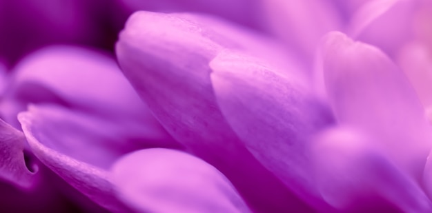 Abstrait floral fond violet fleur de chrysanthème macro fleurs toile de fond pour la marque de vacances