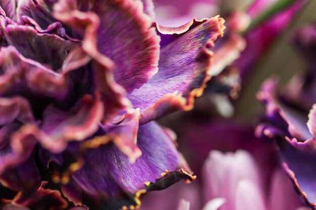 Abstrait floral fond violet oeillet fleur macro fleurs toile de fond pour la conception de la marque de vacances