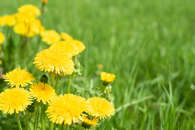 Abstrait avec de l'herbe verte et des fleurs de pissenlit jaune ou Tussilago farfara