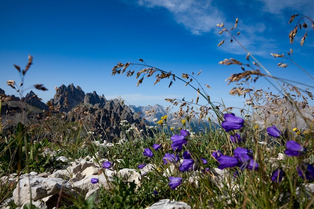 Abstrait de jacinthe des fleurs alpines. Parc Naturel National Tre Cime Dans les Alpes Dolomites. Belle nature de l'Italie.