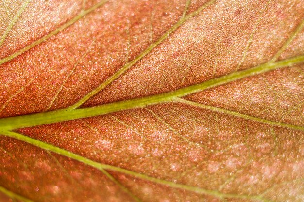 Abstrait macro de feuille orange vif.