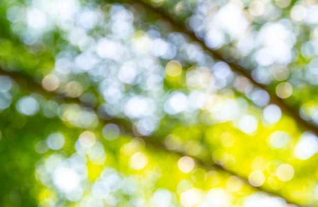 Photo abstrait naturel bokeh vert