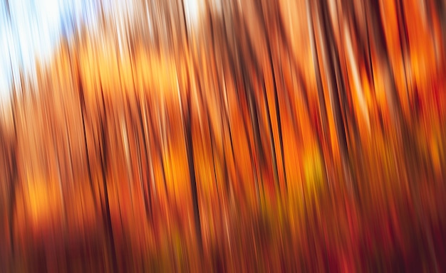 Abstrait naturel. Flou de mouvement des arbres dans une forêt d'automne