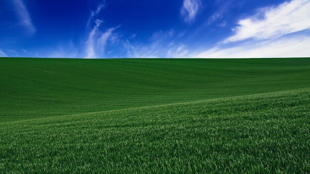 Abstrait naturel idyllique avec herbe verte et ciel bleu nuageux