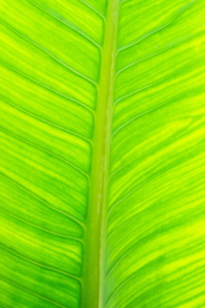 Abstrait naturel de texture de feuille verte fraîche