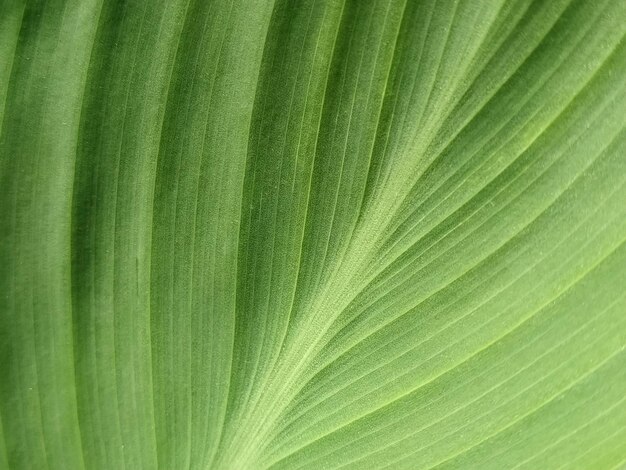 Abstrait naturel vert rayé Détails de la feuille de bananier ou de l'hosta Ton vintage avec flou Gros plan des feuilles des plantes