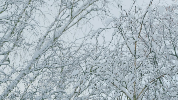 Abstrait noir et blanc de neige couverte enchevêtrement de branches neige sur les branches d'arbres à feuilles