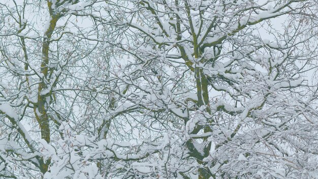 Abstrait noir et blanc de neige couverte enchevêtrement de branches neige sur les branches d'arbres à feuilles