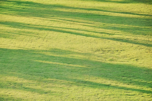 Abstrait de l&#39;ombre des arbres sur le gazon