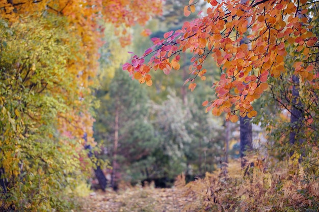 Abstrait de paysage d'automne flou avec des arbres colorés