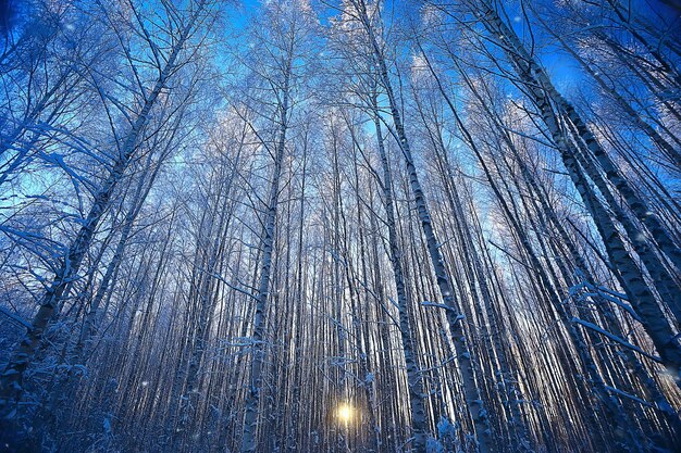 abstrait paysage forêt d'hiver / branches d'arbres couvertes de givre, fond de noël par temps neigeux