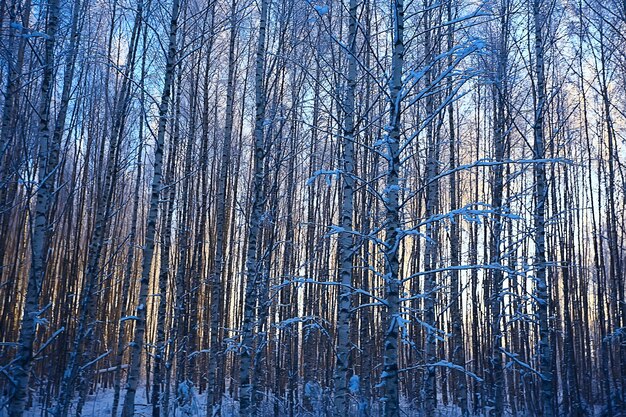 abstrait paysage forêt d'hiver / branches d'arbres couvertes de givre, fond de noël par temps neigeux