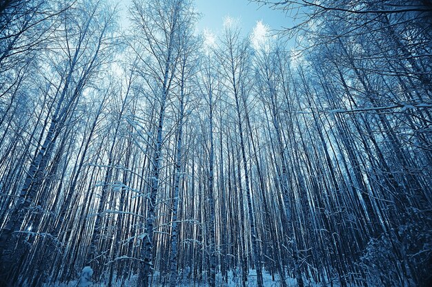 abstrait paysage forêt d'hiver / branches d'arbres givrées, fond de noël neigeux