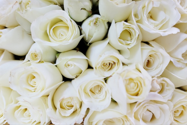 Photo abstrait de roses blanches. utiliser pour le concept de style saint-valentin et vintage