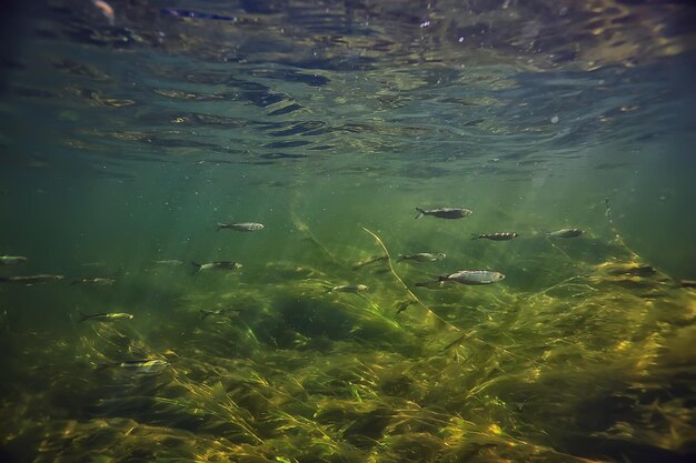 abstrait sous-marin dans le lac, eau douce propre