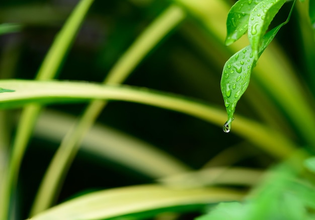 Abstrait superbe feuille verte texture feuille tropicale feuillage nature fond vert foncé