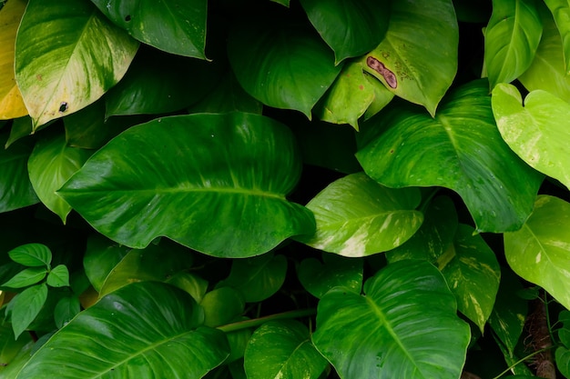 Abstrait superbe feuille verte texture feuille tropicale feuillage nature fond vert foncé