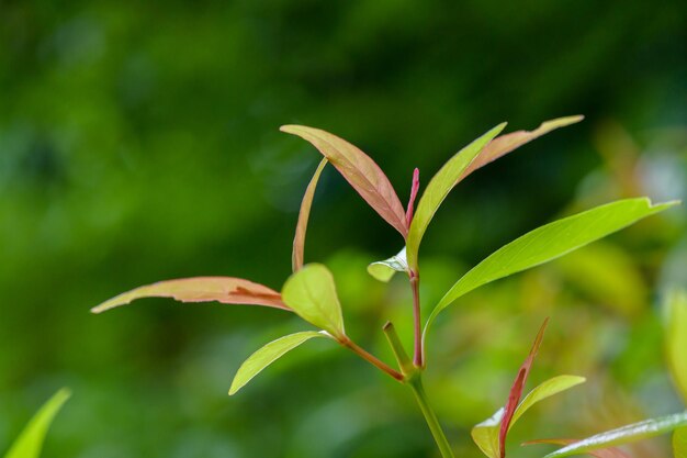 Abstrait superbe feuille verte texture feuille tropicale feuillage nature fond vert foncé