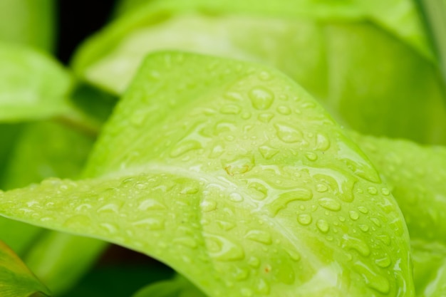 Abstrait superbe feuille verte texture feuille tropicale feuillage nature fond vert foncé