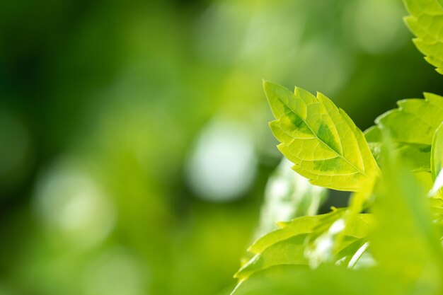 Abstrait superbe feuille verte texture feuille tropicale feuillage nature fond vert