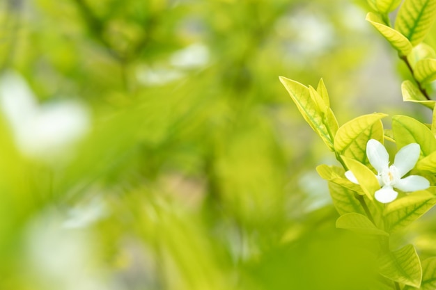 Abstrait superbe feuille verte texture feuille tropicale feuillage nature fond vert