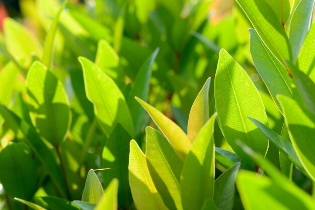 Abstrait superbe feuille verte texture feuille tropicale feuillage nature fond vert