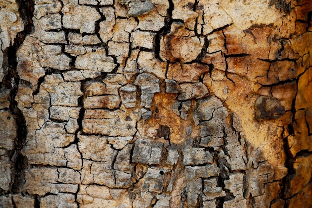 Abstrait de la texture du bois arbre écorce