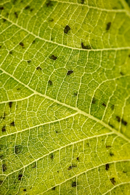 Abstrait texturé feuille verte. nervures des feuilles