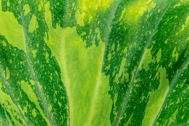 Photo abstrait de texture de feuille verte toile de fond nature
