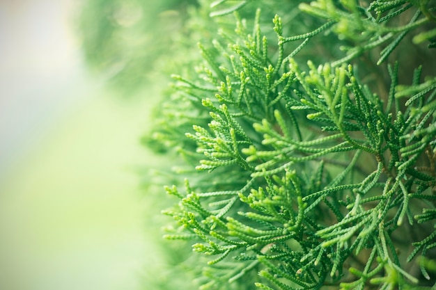 Abstrait vert arbre flou, feuille de pin.