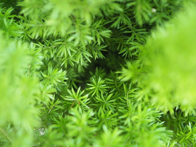 Abstrait vert plein cadre avec flou et flou de plante feuille.