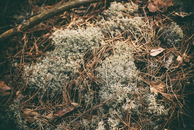 Abstrait vintage avec des troncs d'arbres verts de mousse et de lichen et des feuilles d'automne sèches