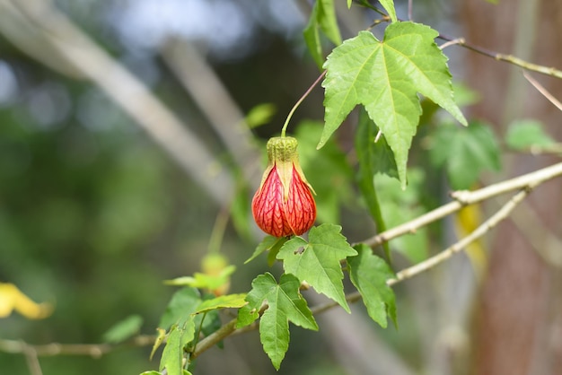 Abutilon pictum ou Abutilon striatum redvein fleur qui pousse à Da Lat au Vietnam