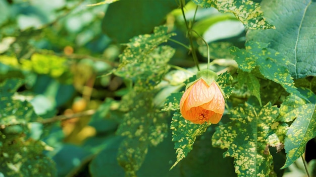 Abutilon pictum également connu sous le nom de lanterne chinoise mauve indienne peinte