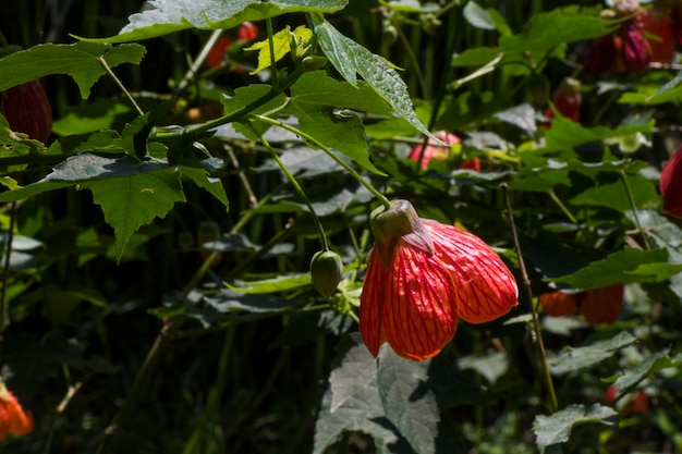 Abutilon striatum fleur fleur rouge malvaceae