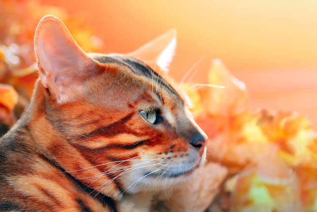 Abyssin beau chat de couleur dorée léopard dans les chauds rayons orange du soleil Portrait d'un chat à poil court vue de côté gros plan Automne fond de feuilles mortes